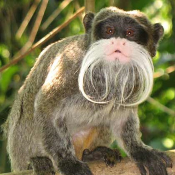 Meet your Posher, Sophia - Picture 1 of 1